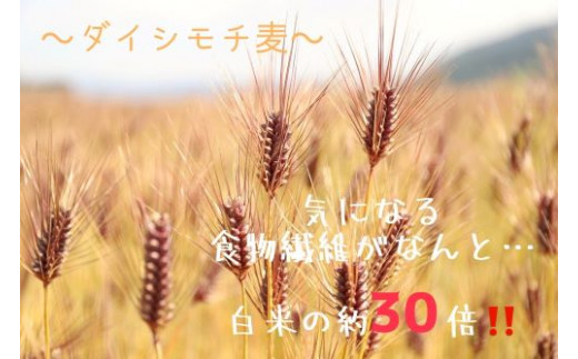 ダイシモチ麦麺セット