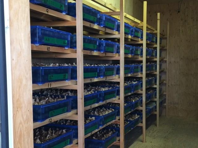 讃岐の恵み「黒にんにく」100g×5袋