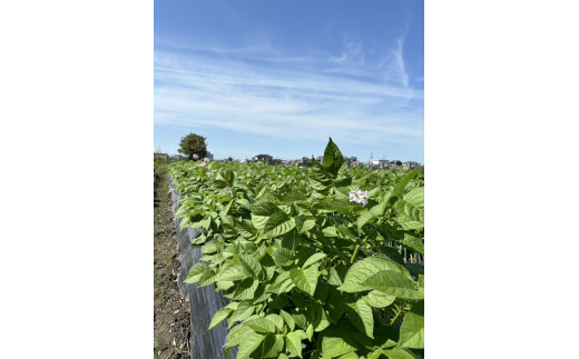 【先行予約受付中】無農薬　無化学肥料　無除草剤　夏のお野菜セット（旬の有機野菜5～10種類前後）