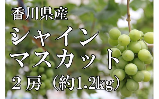 〈予約受付〉2026年産　香川県産シャインマスカット２房【２０２６年８月中旬以降発送予定！】