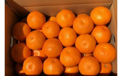 ＜予約受付＞宮武園芸の「はるみ みかん」  善通寺市産 ５kg程度