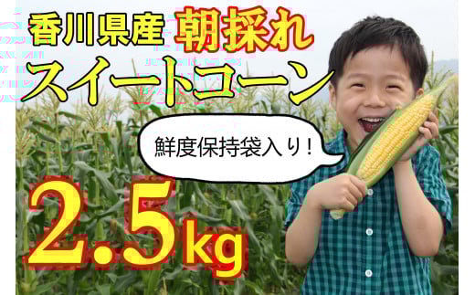 【先行予約受付開始！】2026年産　善通寺市産 スイートコーン 2.5kg（鮮度保持袋入り）　（2026年6月頃から発送開始予定）