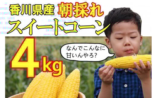 【先行予約受付開始！】2026年産　善通寺市産スイートコーン ４kg
