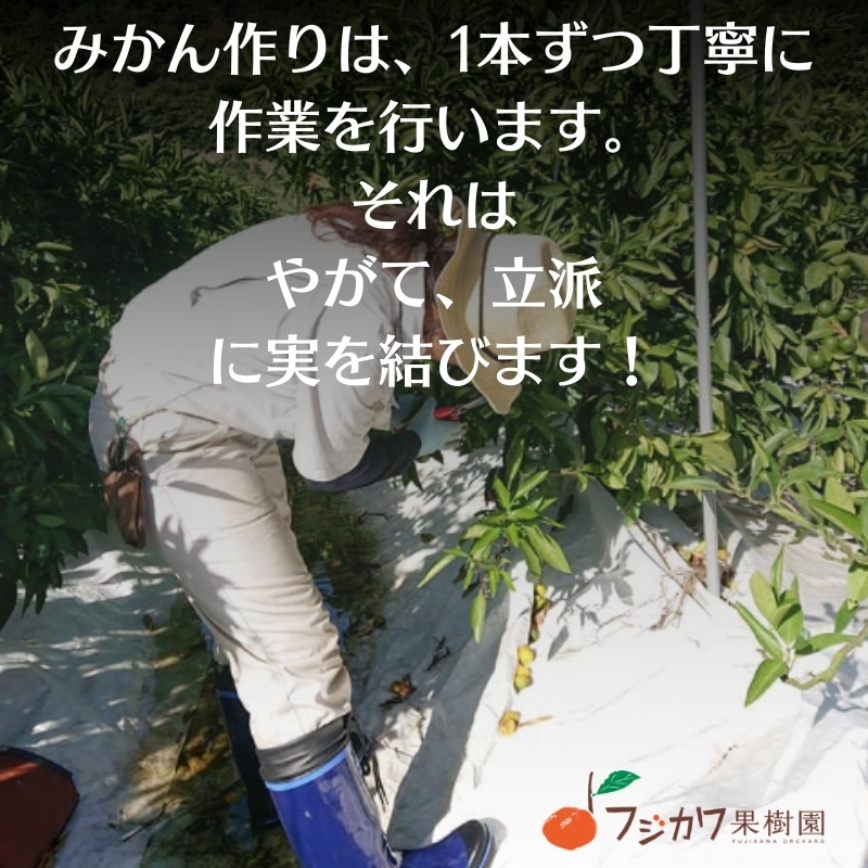 2026年冬よりお届け 高糖度系石地みかん 約3kg 柑橘類 フルーツ 果物 ミカン