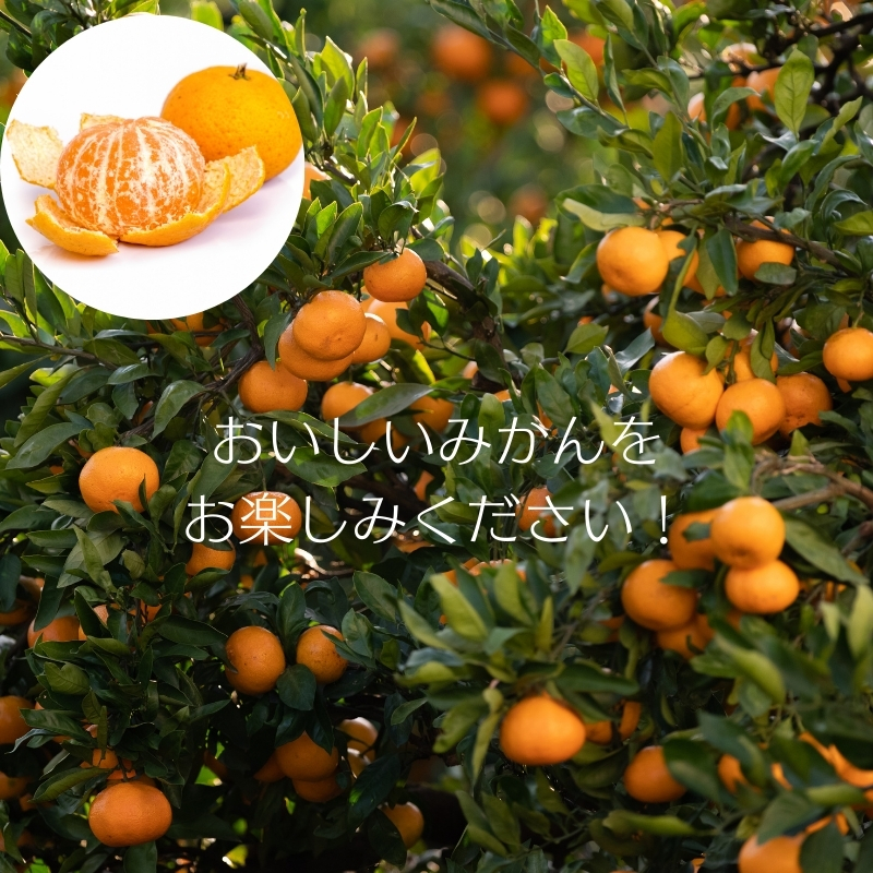 2026年冬よりお届け 高糖度系石地みかん 約3kg 柑橘類 フルーツ 果物 ミカン