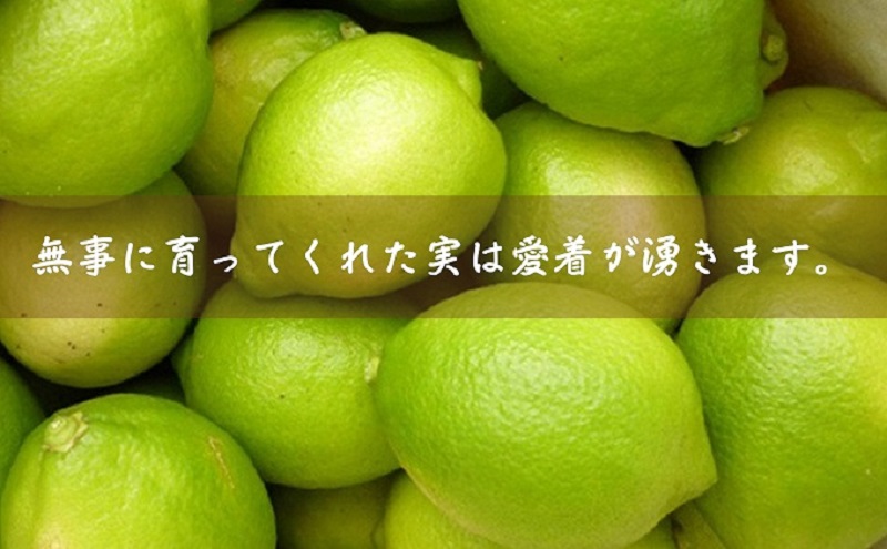 【2026年 先行予約】みどり認定 ハウス栽培グリーンレモン 約2.3kg 国産レモン 香川 果物類／柑橘類／みかん レモン