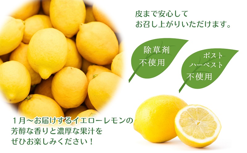 【2026年先行予約】みどり認定 ハウス栽培イエローレモン 2.3kg 国産レモン 香川 柑橘類 レモン