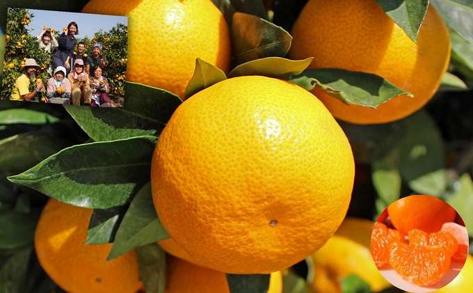 2026年冬よりお届け 高糖系石地みかん 約5kg 果物類／みかん 柑橘類 フルーツ ミカン 蜜柑