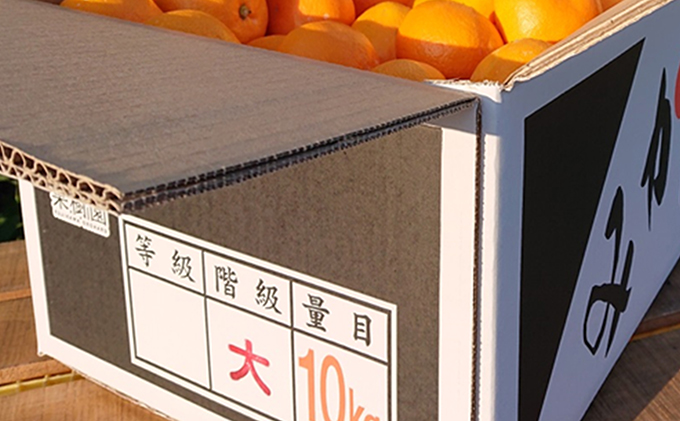 2026年秋よりお届け 温州みかん大玉くん　約10kg 果物類 柑橘類 フルーツ 蜜柑 ミカン くだもの