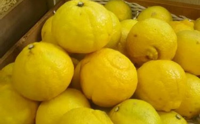 【2026年春の柑橘】はるか 約3kg 果物類 柑橘類 フルーツ みかん ミカン