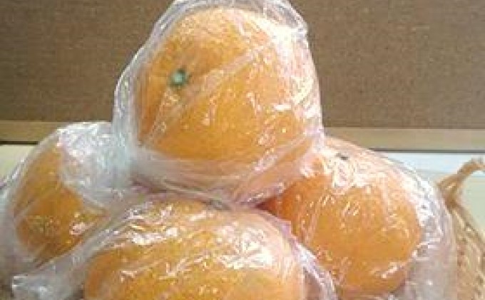 【2026年先行予約】低温貯蔵 甘夏柑 約5kg 果物類 柑橘類 フルーツ みかん ミカン