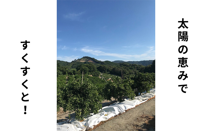 2026年秋よりお届け グリーンレモン（露地栽培）約2.5kg 果物類 柑橘類 柑橘 檸檬