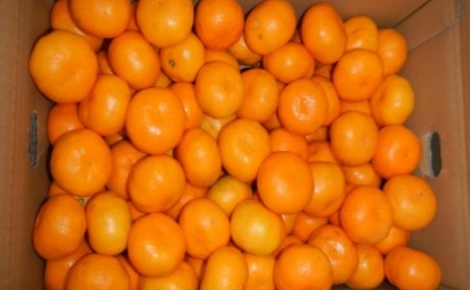 2026秋よりお届け 高糖度温州みかん（由良早生）約5kg 果物類 柑橘類 柑橘 ミカン フルーツ 蜜柑