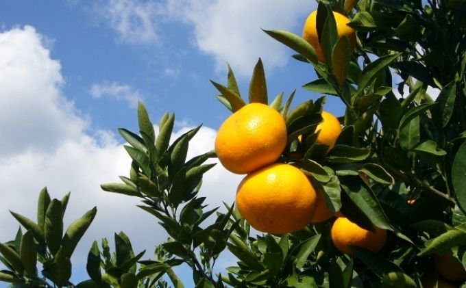 2026秋よりお届け 高糖度温州みかん（由良早生）約5kg 果物類 柑橘類 柑橘 ミカン フルーツ 蜜柑