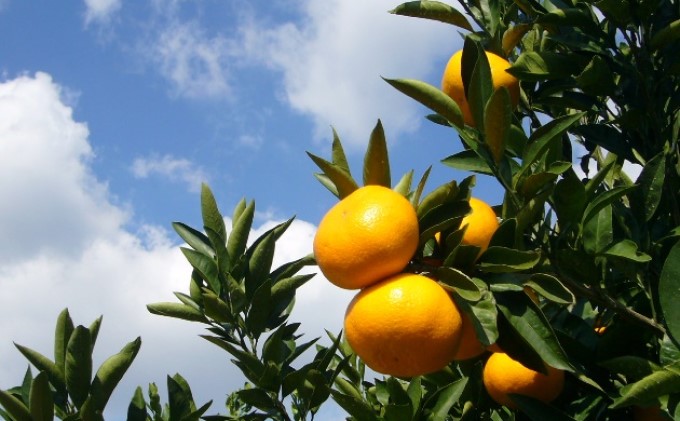 2026年秋よりお届け 農園直送 田口早生みかん　約3kg 果物類 柑橘類 ミカン フルーツ