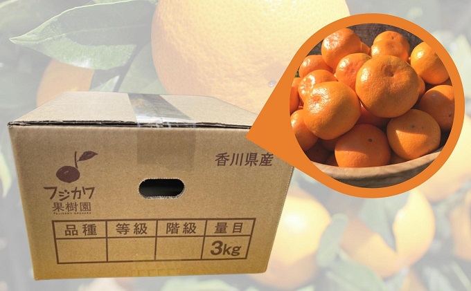 2026年秋よりお届け 農園直送 田口早生みかん　約3kg 果物類 柑橘類 ミカン フルーツ