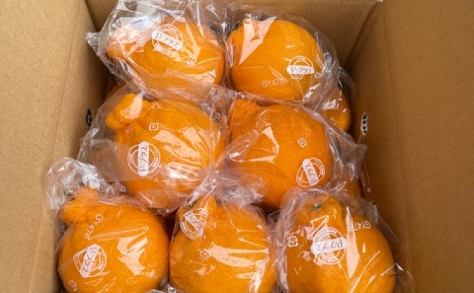 【2026年先行予約】低温貯蔵 ハウス 不知火　約3kg フルーツ 果物類 みかん 柑橘類 シラヌヒ