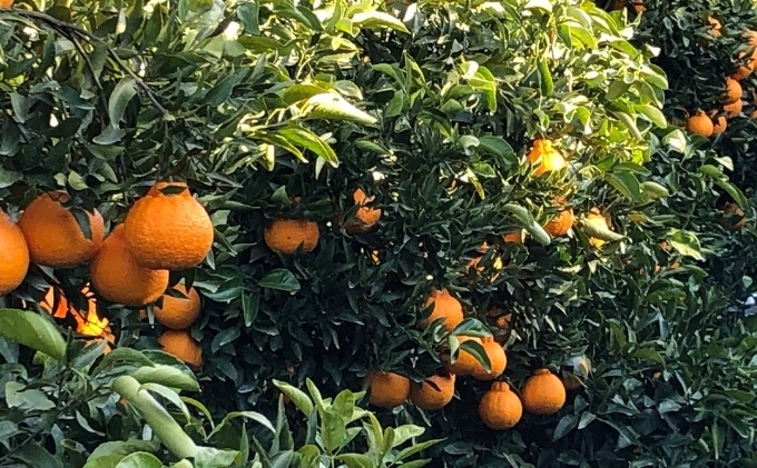 【2026年先行予約】低温貯蔵 ハウス 不知火　約3kg フルーツ 果物類 みかん 柑橘類 シラヌヒ