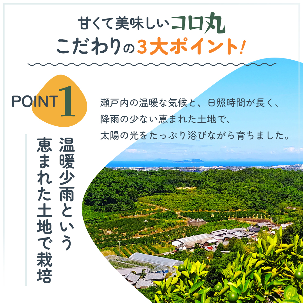 2026年秋よりお届け 瀬戸内　小みかん！コロ丸　約3kg 果物類 柑橘類 フルーツ