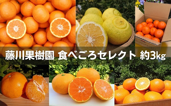 【2026年先行予約】フジカワ果樹園スタッフの目利きセレクト！彩り中晩柑　約3kg 果物類 みかん 柑橘類 フルーツ