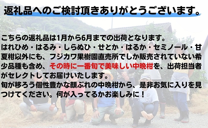 【2026年先行予約】フジカワ果樹園スタッフの目利きセレクト！彩り中晩柑　約3kg 果物類 みかん 柑橘類 フルーツ