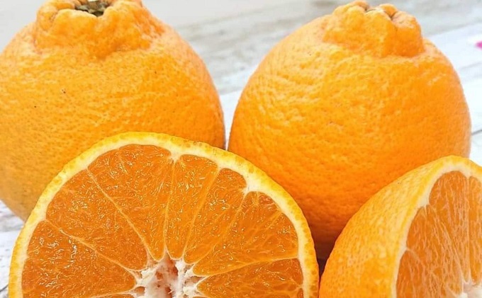 【2026年先行予約】フジカワ果樹園スタッフの目利きセレクト！彩り中晩柑　約3kg 果物類 みかん 柑橘類 フルーツ