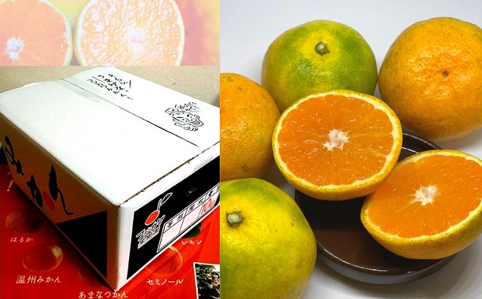 2026年秋よりお届け　高糖度温州みかん（由良早生）約10kg 香川県産 フルーツ 果物類 柑橘類