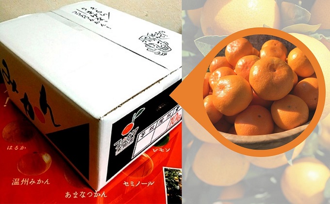 2026年秋よりお届け 田口早生みかん　約10kg 香川県産 フルーツ 果物類 柑橘類