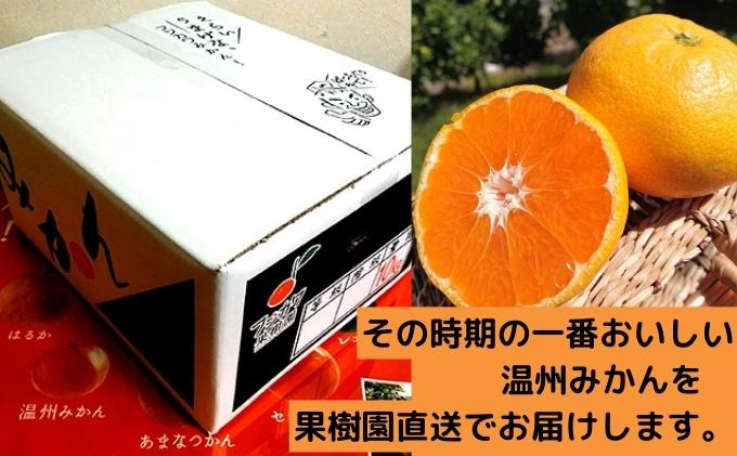 2026年秋よりお届け フジカワ温州みかん 約10kg 果物 柑橘 フルーツ おやつ 間食 デザート 食後 極早生 早生 甘い 大容量 冬 秋
