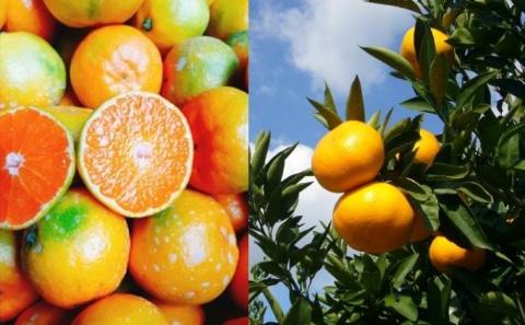 2025年秋よりお届け フジカワ温州みかん 約10kg 果物 柑橘 フルーツ おやつ 間食 デザート 食後 極早生 早生 甘い 大容量 冬 秋