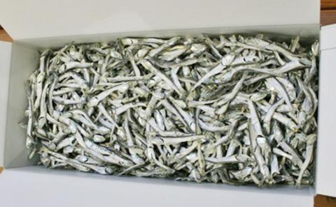 	伊吹いりこ 1.5kg　出汁 さぬき特産 魚貝 魚介類