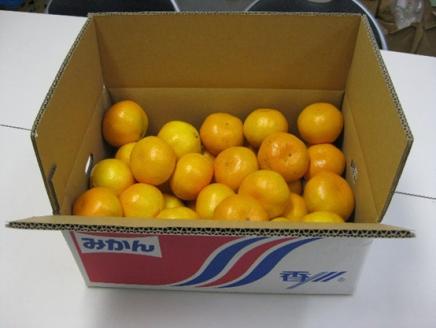 温州みかん 約5kg 果物類 柑橘類 フルーツ ミカン くだもの