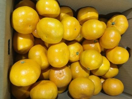 温州みかん 約10kg 果物類 みかん 柑橘類 フルーツ ミカン くだもの