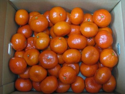 香川県オリジナル品種 小原紅早生 みかん 約5kg 果物類 みかん 柑橘類 フルーツ ミカン くだもの