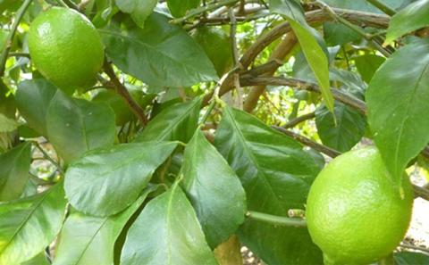 【2025年 先行予約】みどり認定 ハウス栽培グリーンレモン 約2.3kg 国産レモン 香川 果物類／柑橘類／みかん レモン