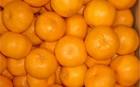 2025年秋よりお届け 高糖度系石地みかん 約10kg 果物類 柑橘類 フルーツ ミカン 蜜柑 くだもの