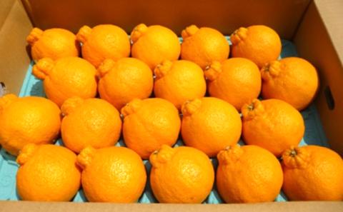 2026年先行予約 味自慢！！讃岐しらぬひ　特選20玉 約5kg 果物類 みかん 柑橘類