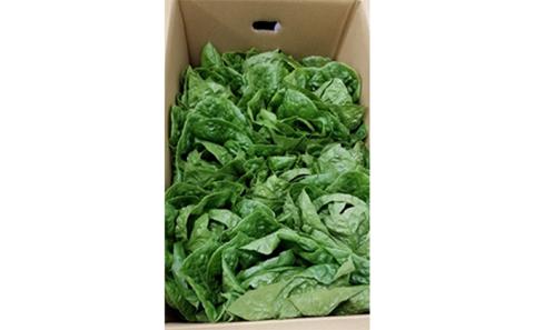 シャキシャキ食感！　ロメインレタス　約5kg
