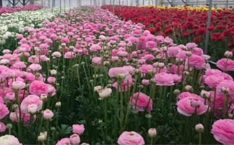 ラナンキュラス「てまり（赤系色）」切花50本