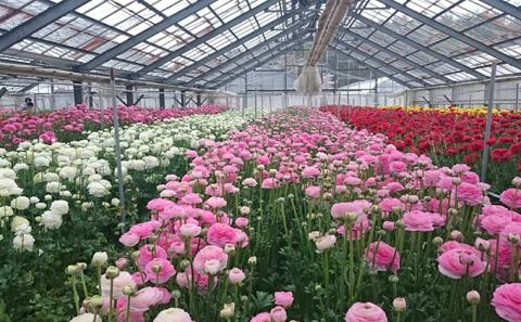 【年内発送】ラナンキュラス「てまり（赤系色）」切花50本