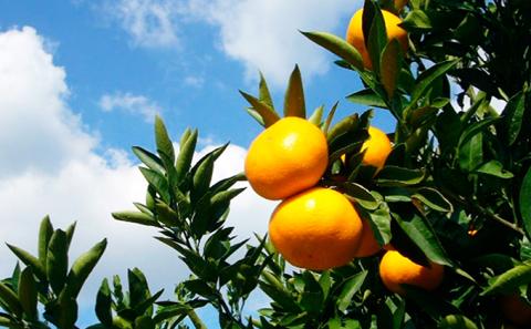 2025年秋よりお届け フジカワ温州みかん 約5kg フルーツ 果物類 柑橘類 ミカン 蜜柑 くだもの