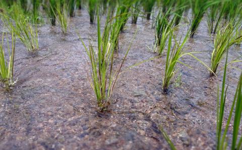 自然玄米4点セット