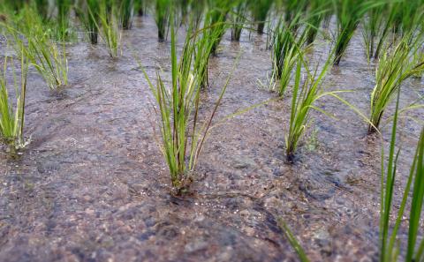 森のそら精米（白米・もち米）セット