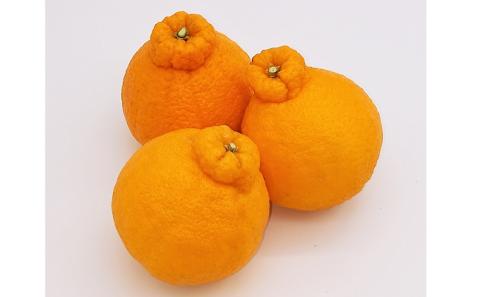 味自慢！讃岐しらぬひ 約5kg 果物類 柑橘類 柑橘 みかん ミカン フルーツ