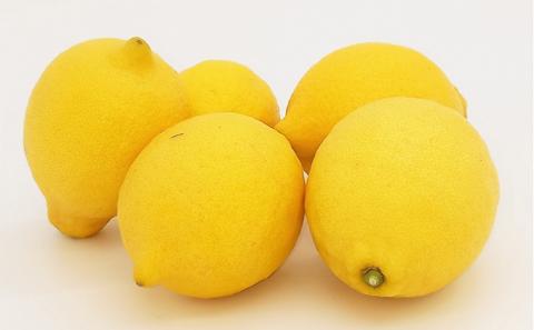 2025年お届け イエローレモン（露地栽培）約2.5kg 果物類 柑橘類 柑橘 檸檬