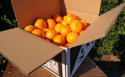 石地大玉くん　約10kg 果物類 柑橘類 柑橘 みかん ミカン フルーツ