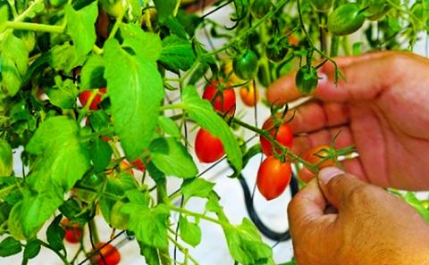 トマト嫌いが作ったあま～いミニトマト『とまこひめ』約1kg  冷蔵便配送