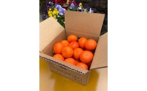 2026年先行予約 セミノール　約3kg 果物類 柑橘類 フルーツ