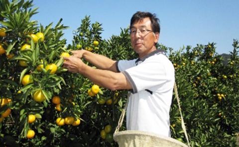 小出さんの温州 みかん 約3.5kg 果物類 柑橘類 フルーツ