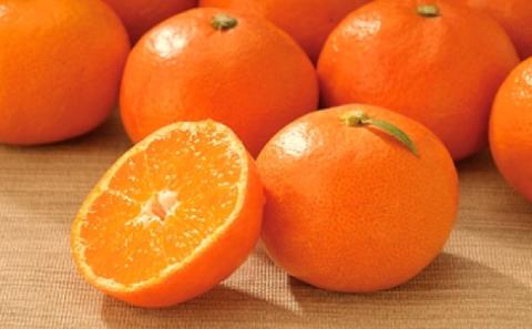 2025年秋よりお届け 瀬戸内　小みかん！コロ丸　約3kg 果物類 柑橘類 フルーツ